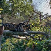 Panthère zoo de Mulhouse au séminaire 2019