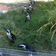 Pingouins zoo de Mulhouse au séminaire 2019