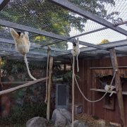 Singes zoo de Mulhouse au séminaire 2019