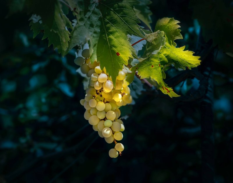 Domaine Hertzog