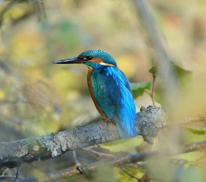 Petite Camargue Alsacienne, photo